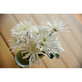 White Chrysanthemum Plant